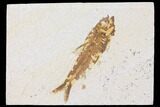 Fossil Fish (Knightia) - Wyoming #109987-1